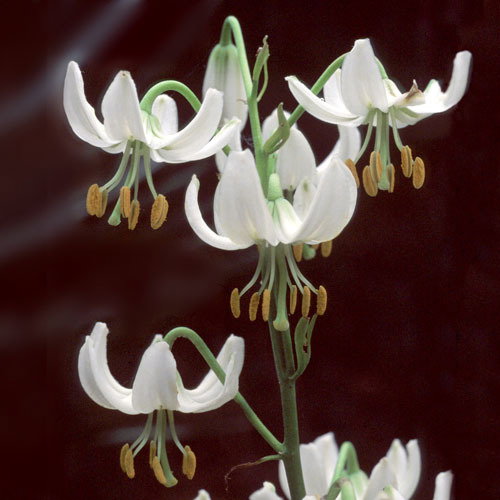 Lilium Martagon Album