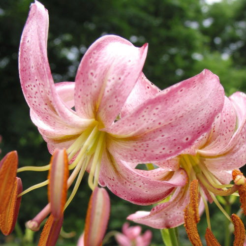 Lily Martagon Inshriach Rose