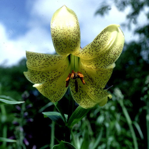 Lilium Monadelphum