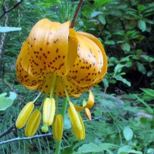Wiggins Lily