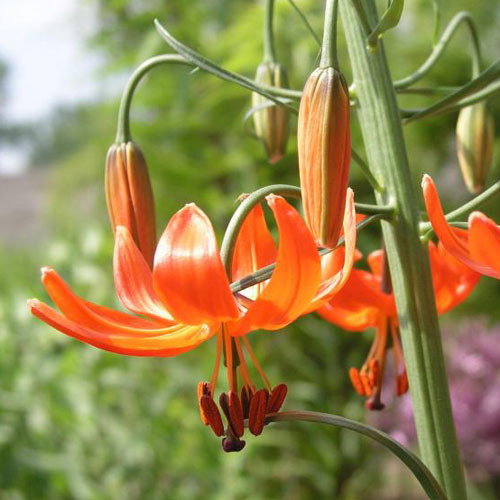 Lilium Pumilum