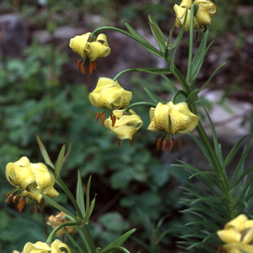 Lilium Pyrenaica