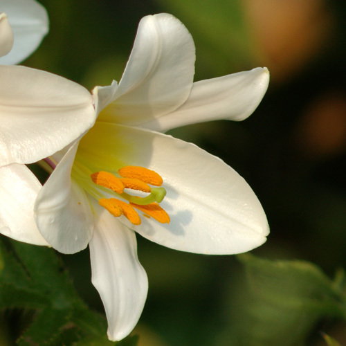 Lilium Regale Album