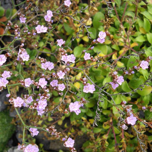 Limonium Bellidifolium