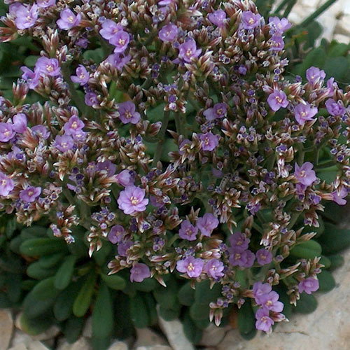 Limonium Minutum