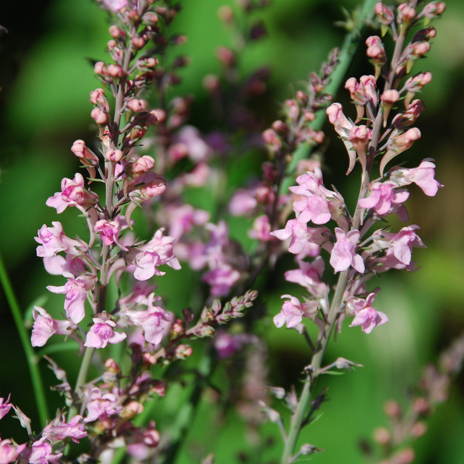 Linaria Purpures Canon Went