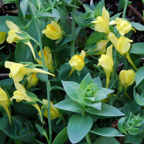 Linaria Dalmatica