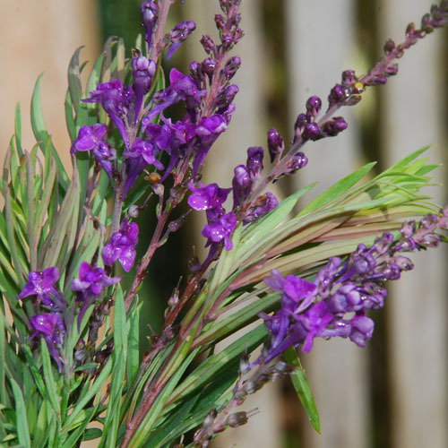Linaria Purpurea