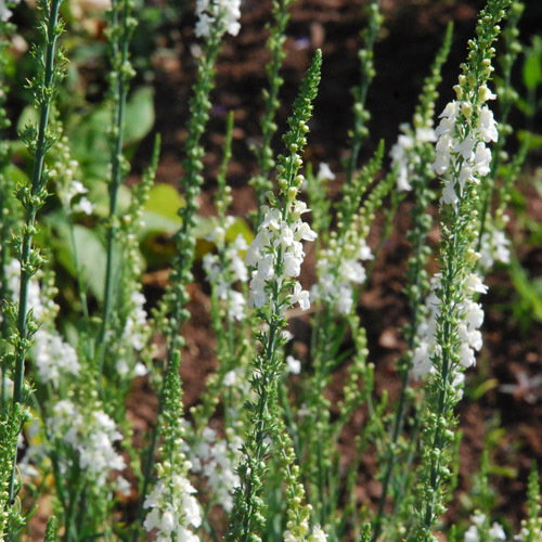 Linaria Browns White A