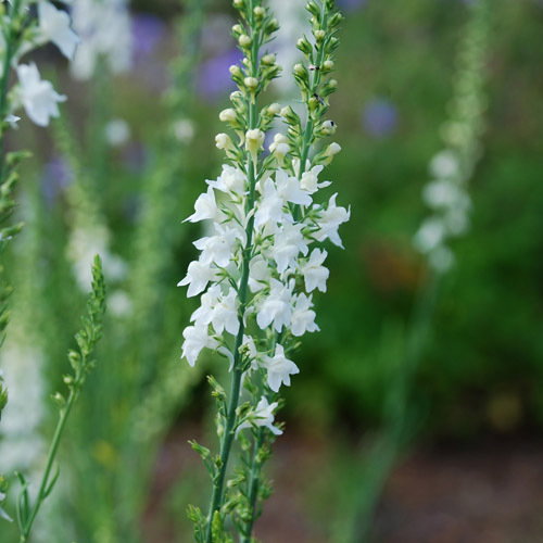 Linaria Browns White