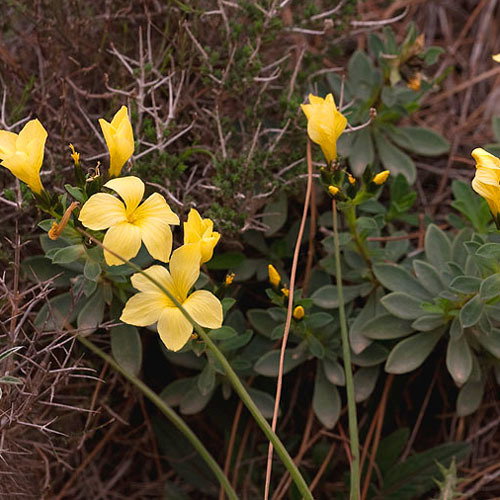Linum Arboreum