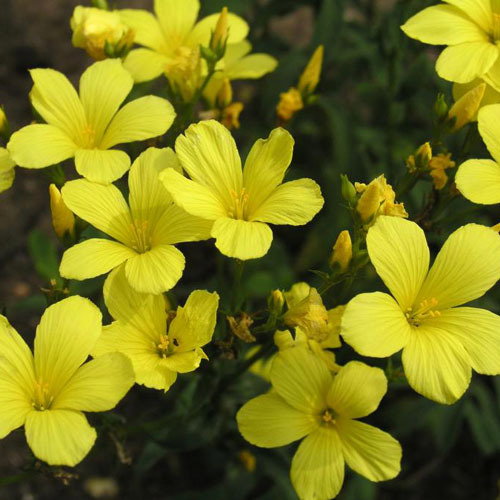 Linum Dolomiticum