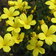 Linum Dolomiticum