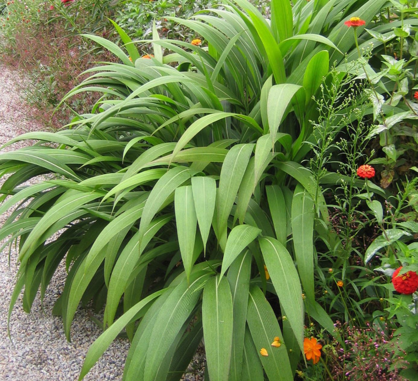 Setaria Palmifolia
