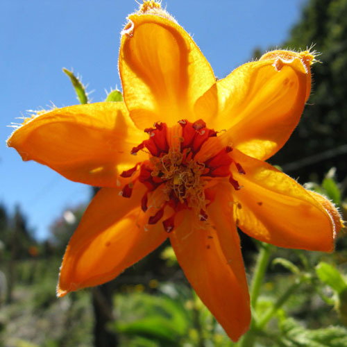 Loasa Acanthifolia