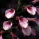 Lobelia Brigesii