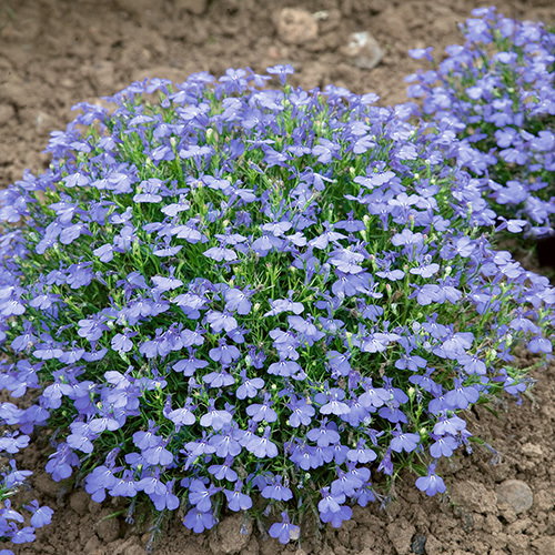 Lobelia Cambridge Blue