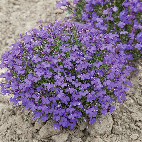 Lobelia Crystal Palace