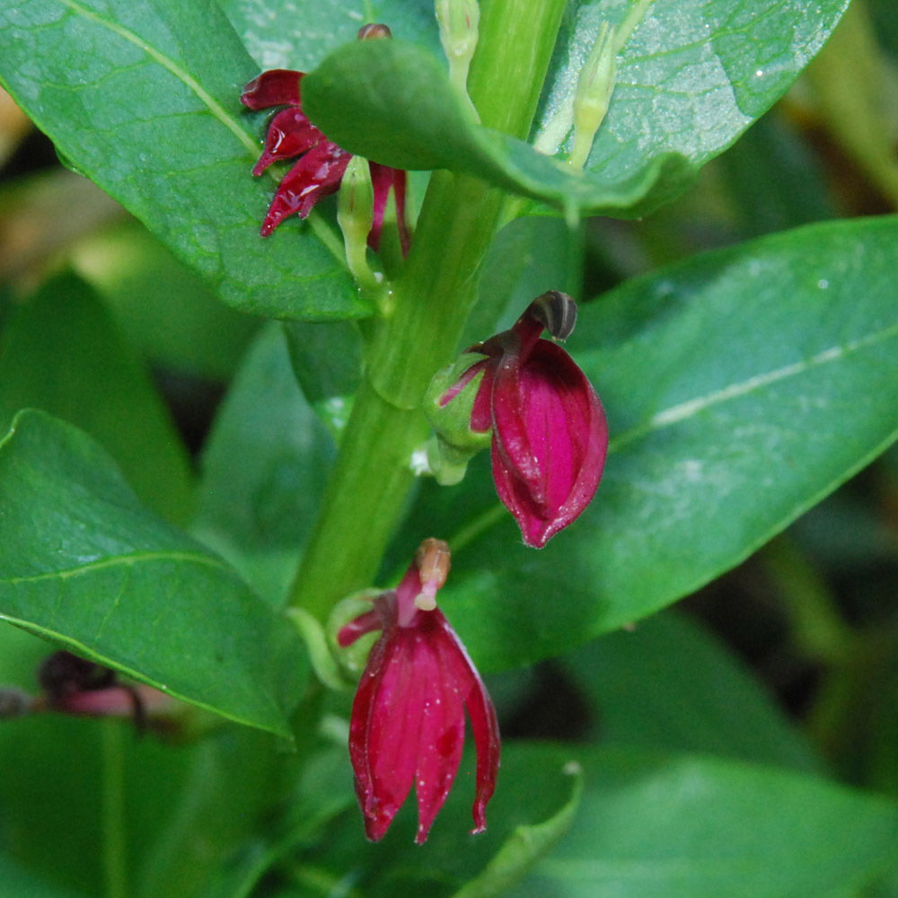 Lobelia Polphylla