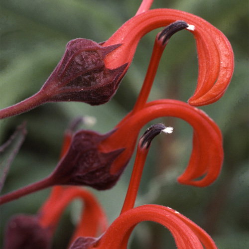 Lobelia Tupa