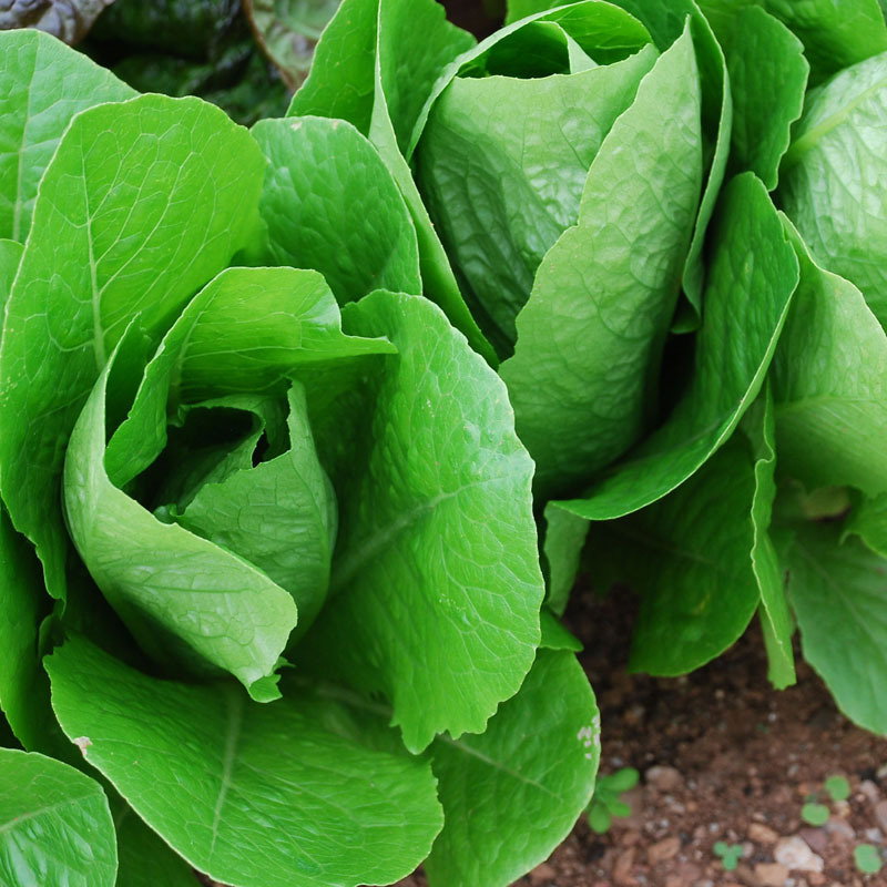Lobjoits Green