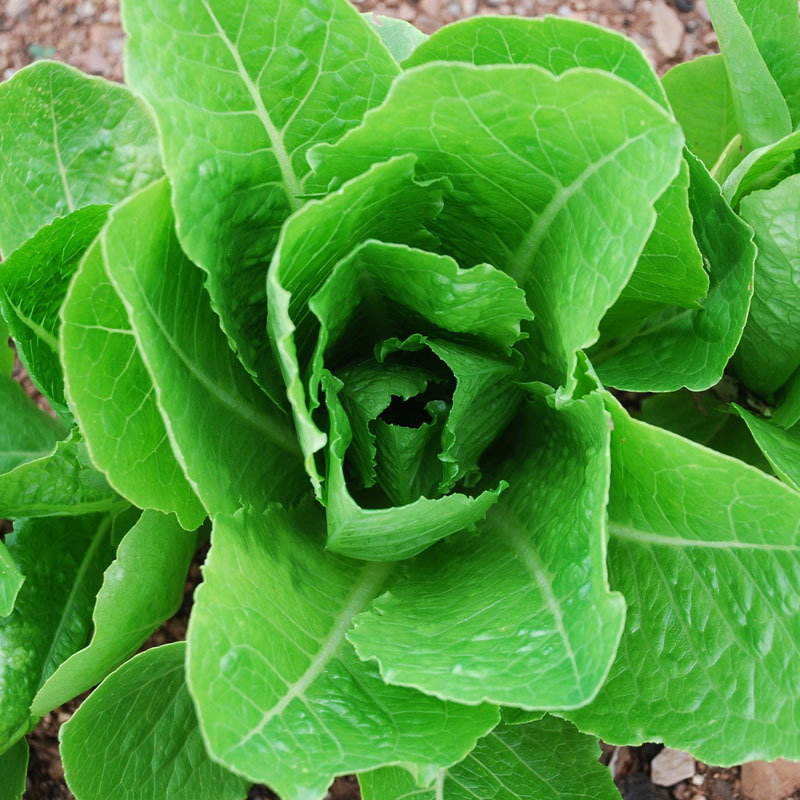 Lobjoits Green