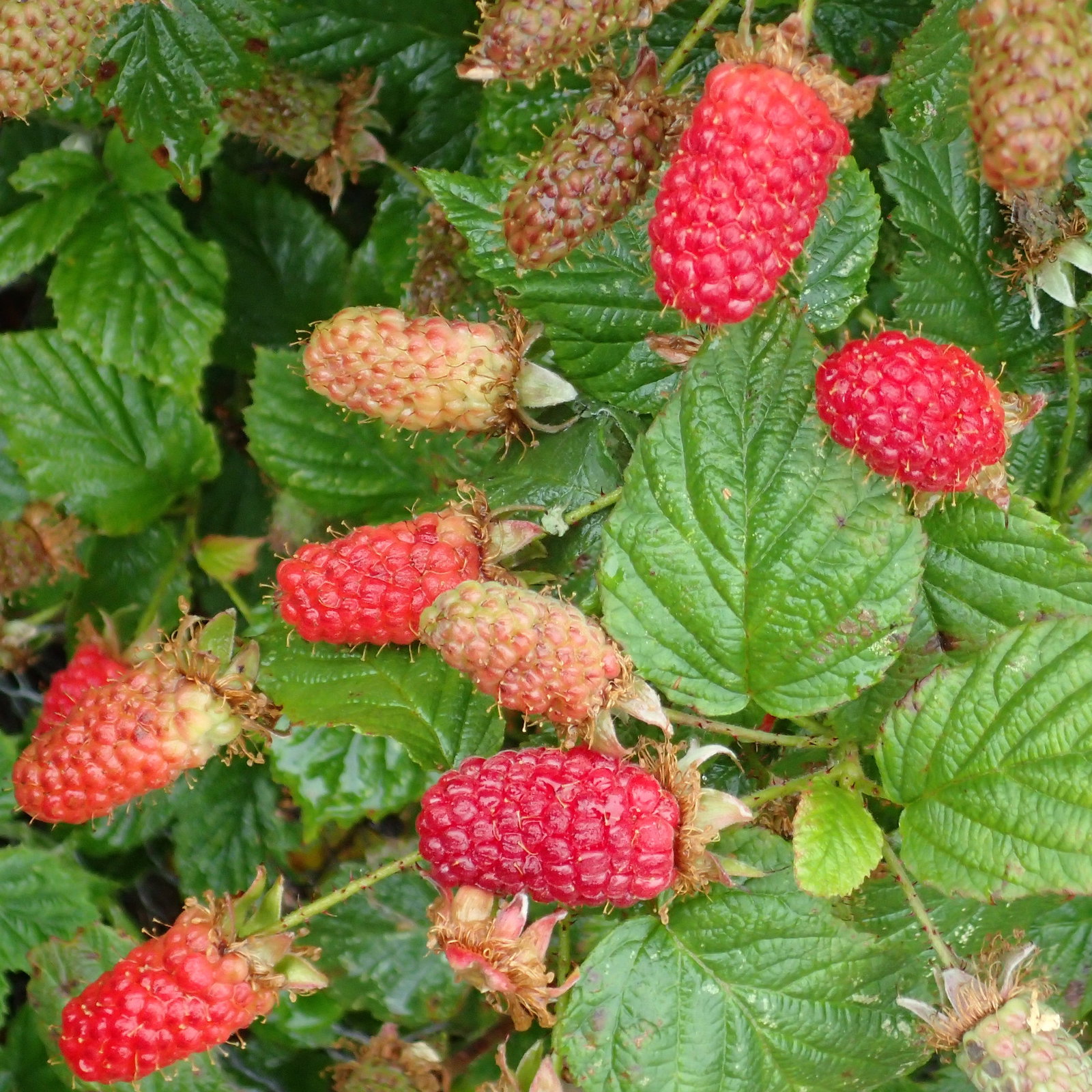 Loganberry