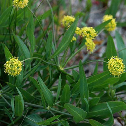 Lomatium Nudicaule