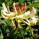 Lonicera Periclymenum