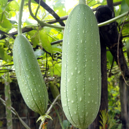 Luffa Aegyptiaca
