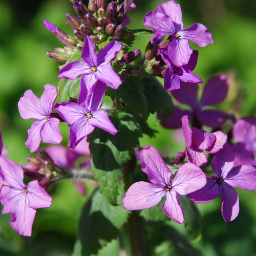 Lunaria Annua Honesty