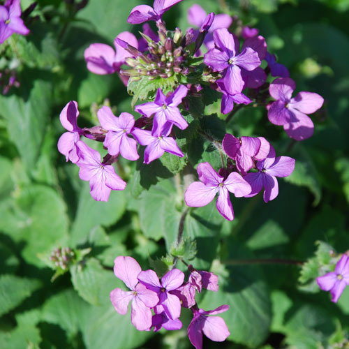 Lunaria Annua Honesty1