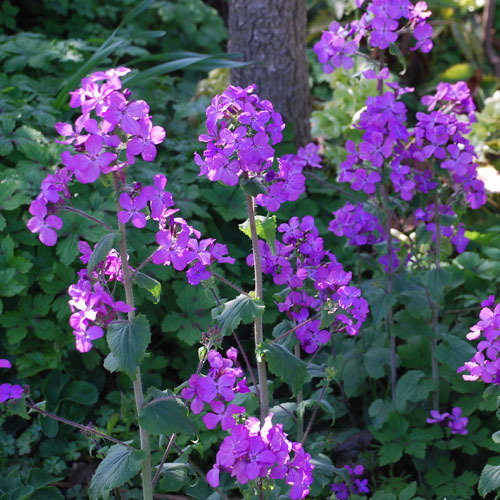 Lunaria Annua Honesty