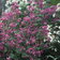 Lunaria Annua Mixed
