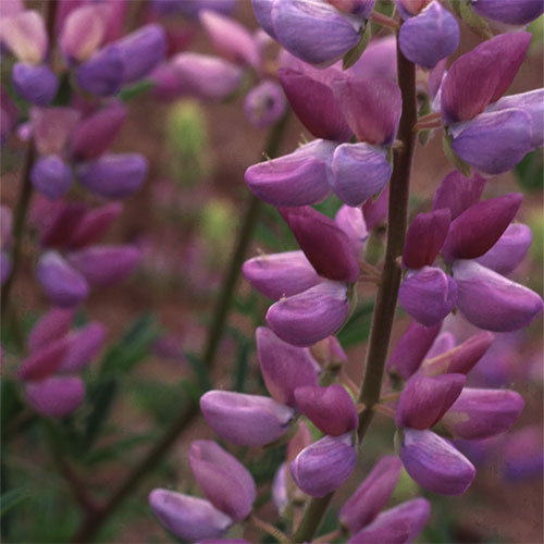Lupinus Arboreus Blue