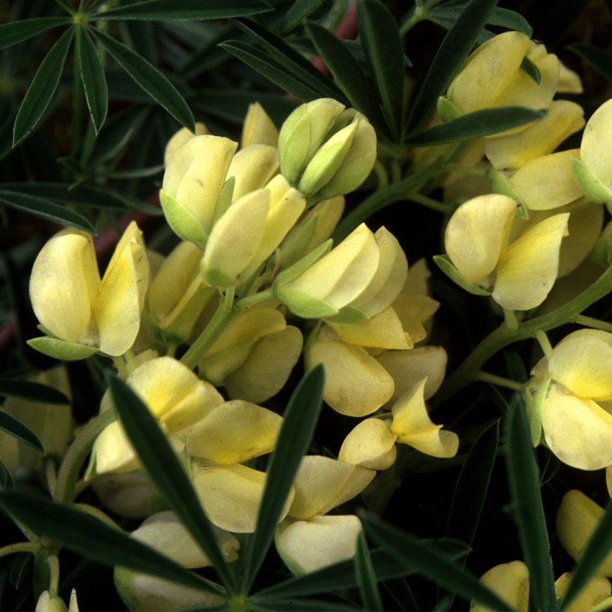 Lupinus Arboreus Yellow