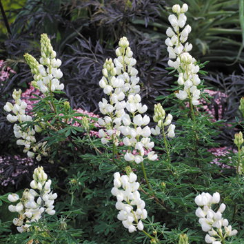 Lupinus Arboreus Snow Queen