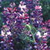 Lupinus Dumpty