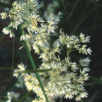 Luzula Nivea