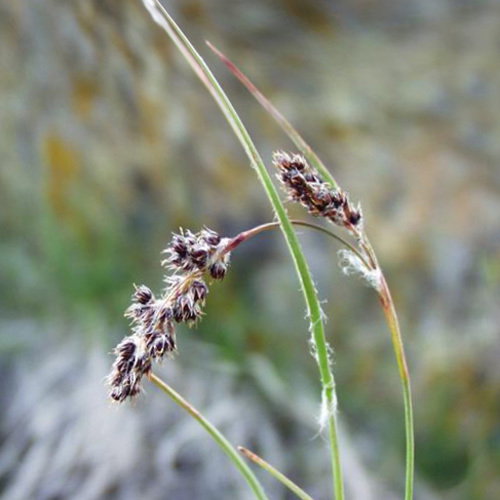 Luzula Spicata