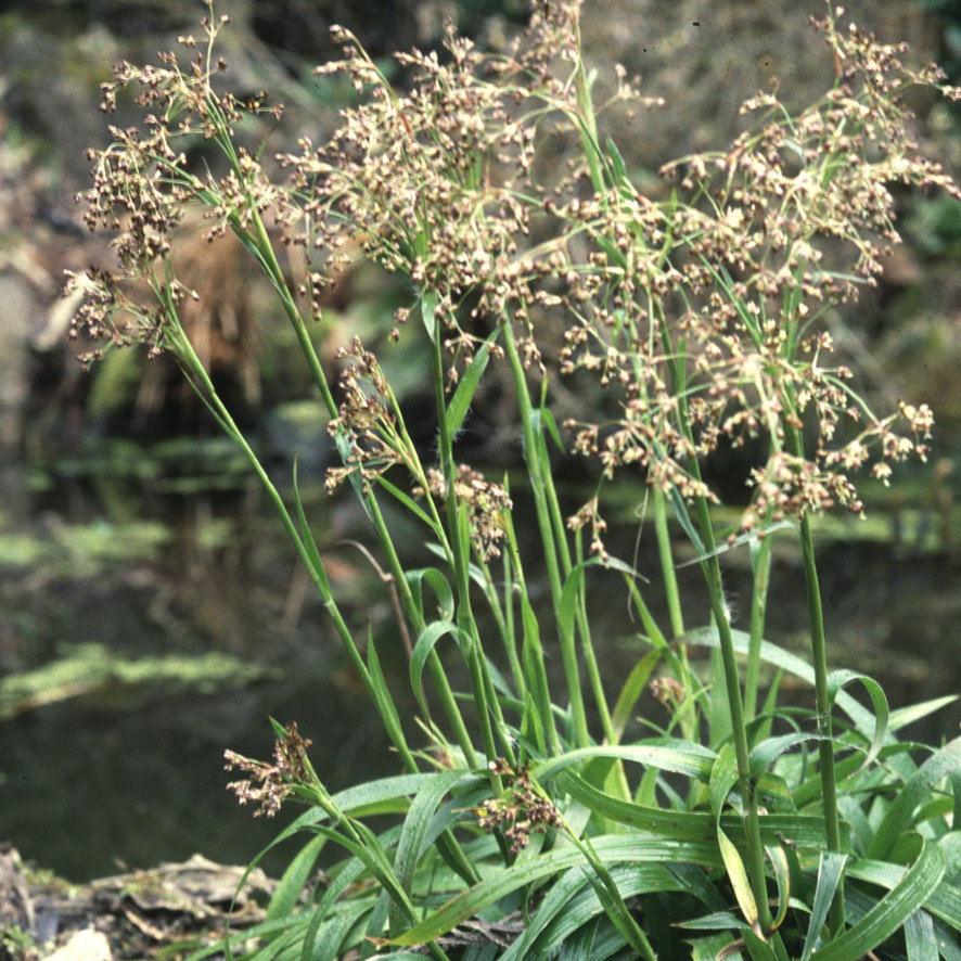 Luzula Sylvatica