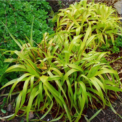 Luzula Sylvatica Gold