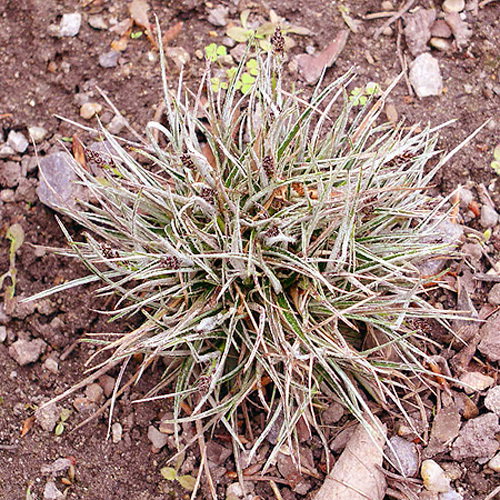 Luzulaulophyllal