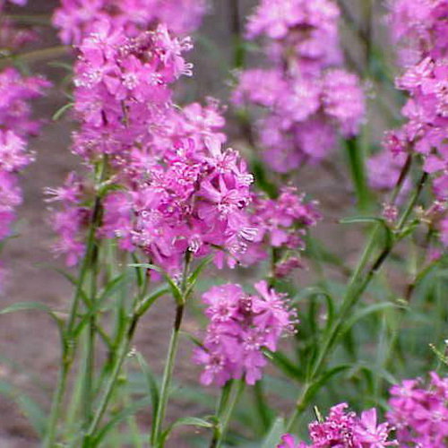 Lychnis Alpina