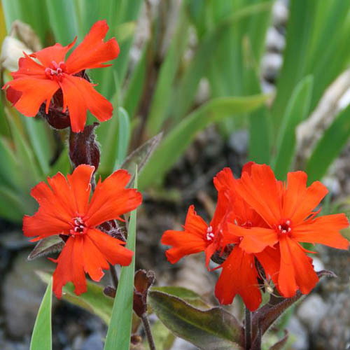 Lychnis Arkwrightii