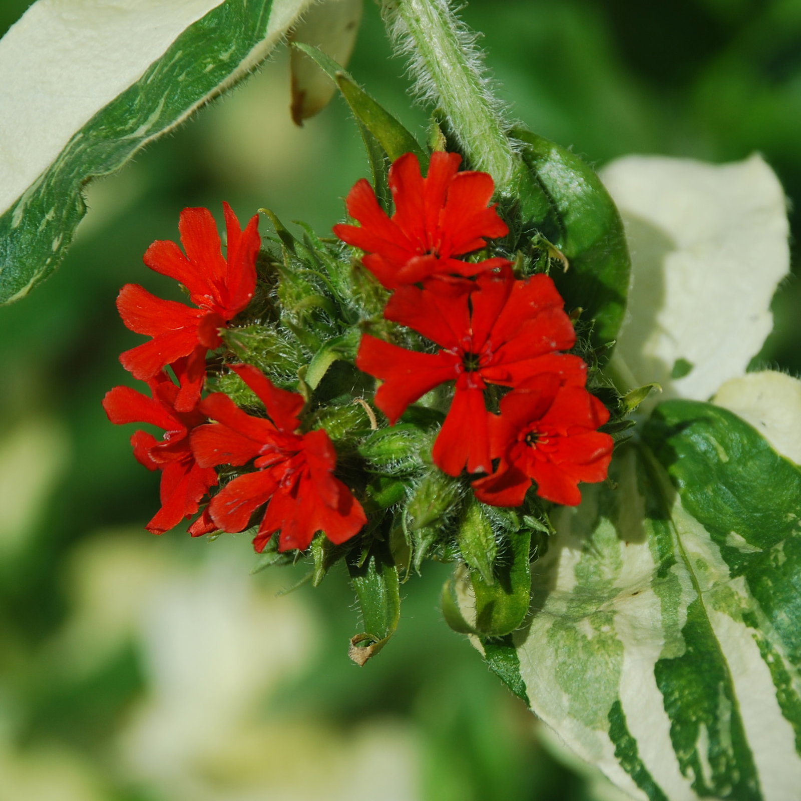 Lychnis The Flasher
