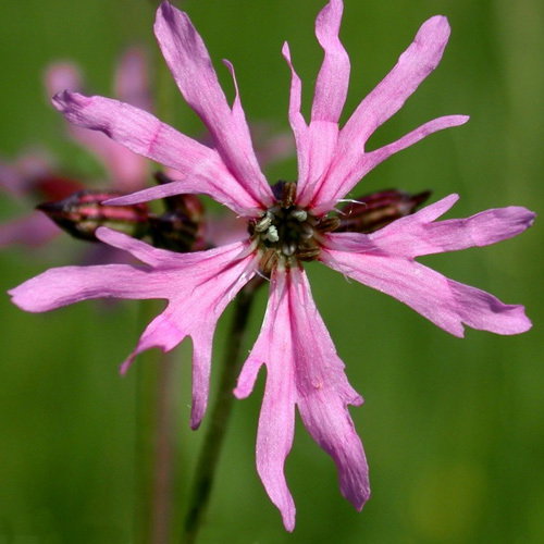 Lychnis Flos Cuculi Nana