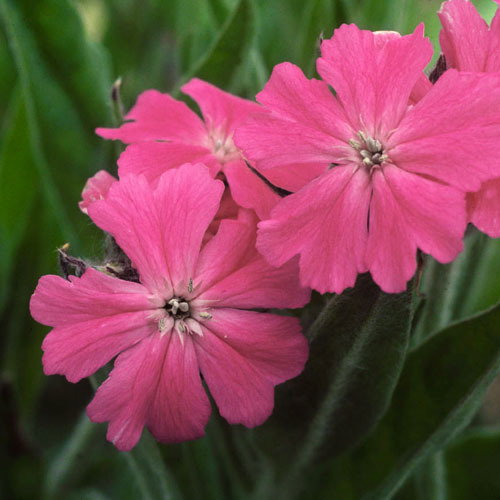 Lychnis Flos Jovis