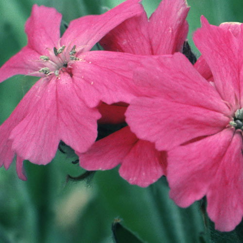 Lychnis Flos Jovis Nana