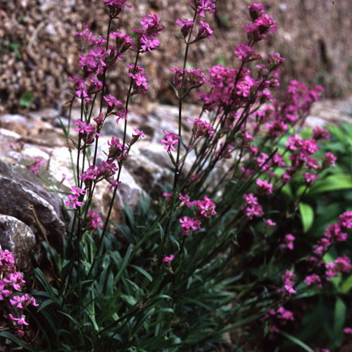 Lychnis Viscara